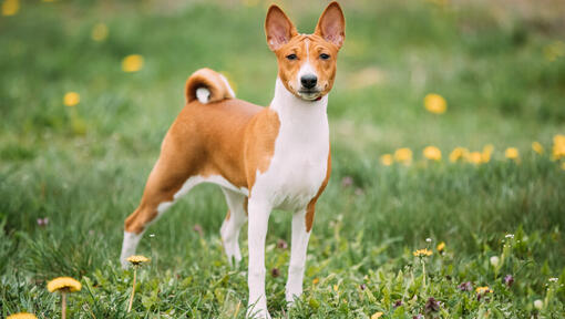 Basenji puppies for deals sale basenji price