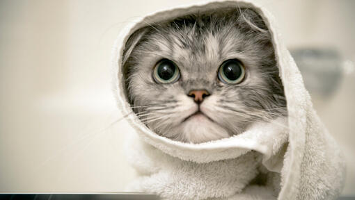Grey kitten wrapped in a towel.