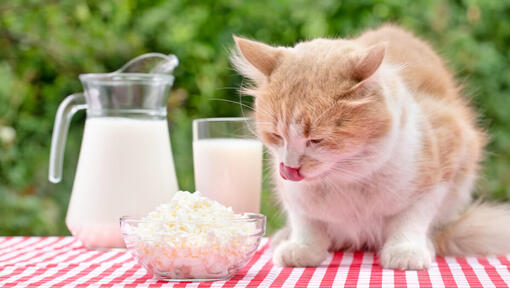 Cat looking at cheese