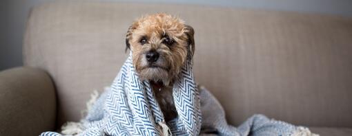 Small dog wrapped in a blue and white blanket