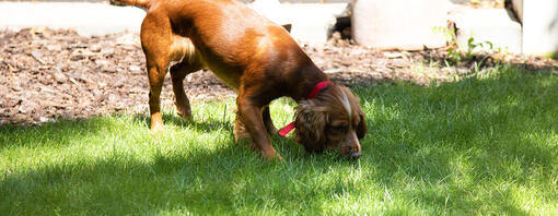 Brown dog sniffing grass in the garden