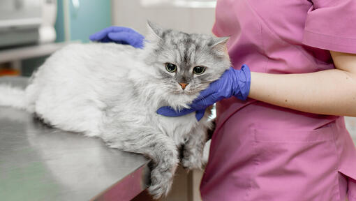 Vet inspecting a fluffy grey cat