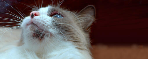 Close up of cat with cat acne on chin