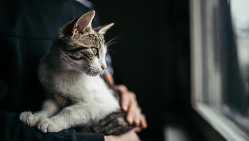 cat in owner's arms looking out window