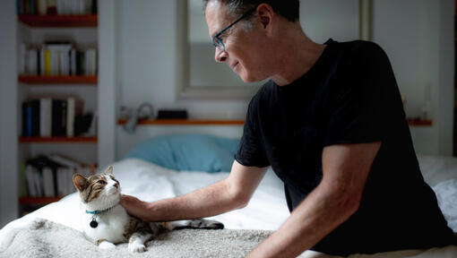 Owner petting cat