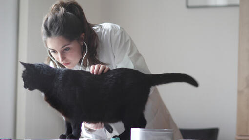 Vet examining black cat