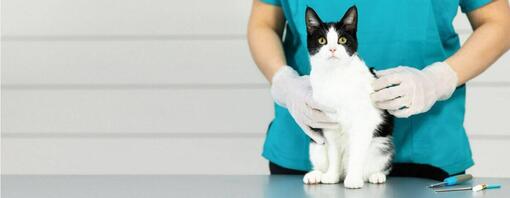 Snowshoe cat on vet table