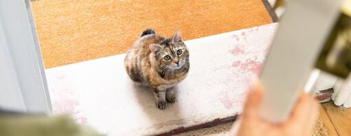 Dark brown cat sitting on doorstep