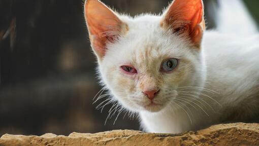 Cat Conjunctivitis Things to Watch Out For Purina