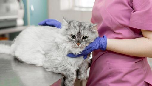 Vet inspecting grey cat.
