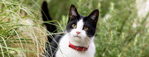 Black and white cat with red collar walking through long grass