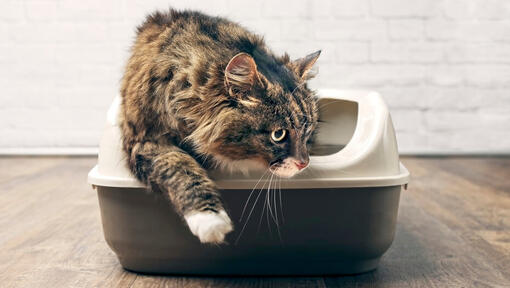 cat diarrhea litter box