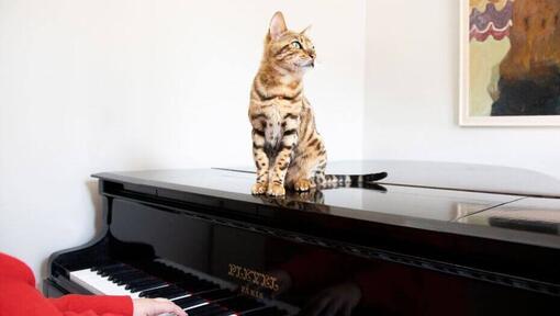 Bengal cat sitting on a piano.