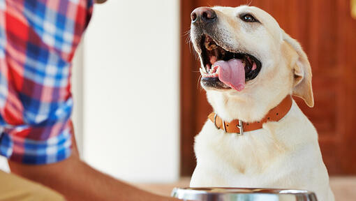 owner giving labrador a food bowl