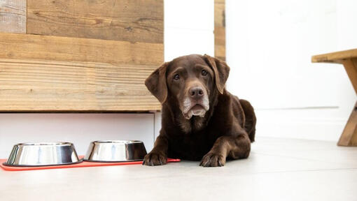 Chocolate labrador next to food and water bowls