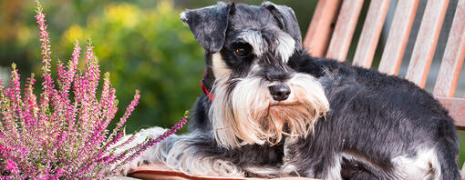 Dog sitting on garden chair