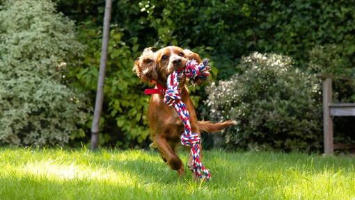 puppy running with a rope toy