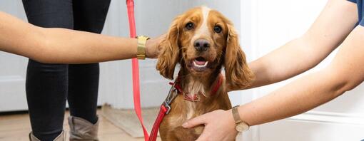 Brown Spaniel on red lead being stroked by owners.