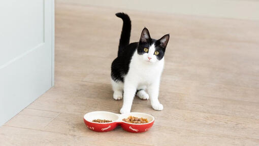 Black and white cat with bowls of cat food