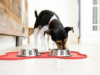 Dog eating from bowl