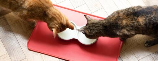 Cats eating from bowls