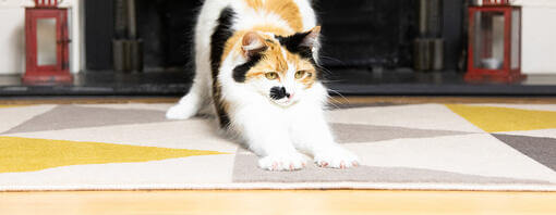 Cat scratching a rug