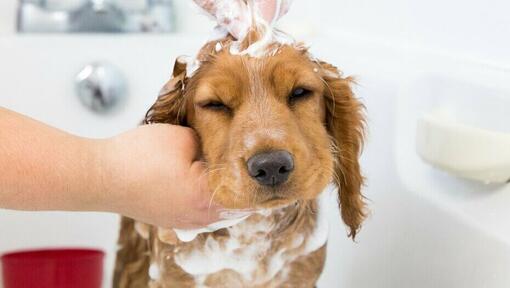 puppy having shampoo rubbed on head