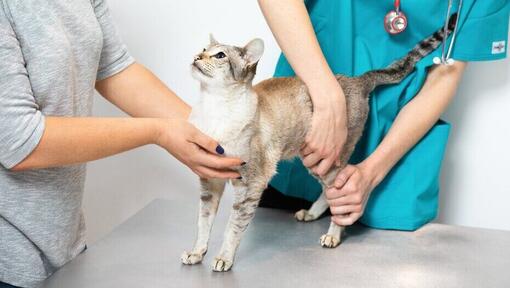 vet examining a cat