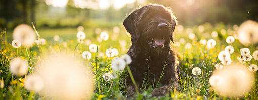 Black dog sitting in a field of dandelions.