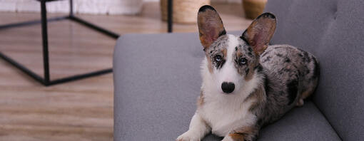 Dog laying on grey sofa