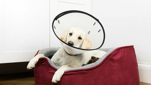 Puppy with cone in basket