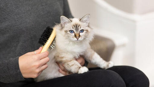 owner brushing white cat