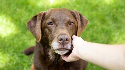 Owner holding the face of an older chocolate labrador