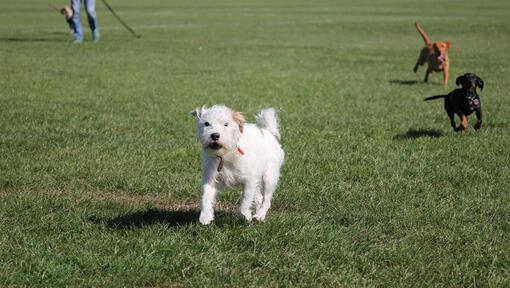 White dog running in the park with other dogs while barking