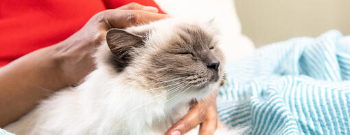 Person stroking cat on blanket