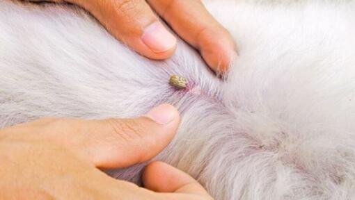 tick between white dog fur
