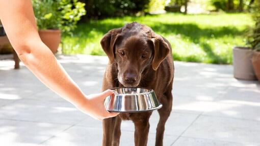 Brown Labrador eating from food bowl.
