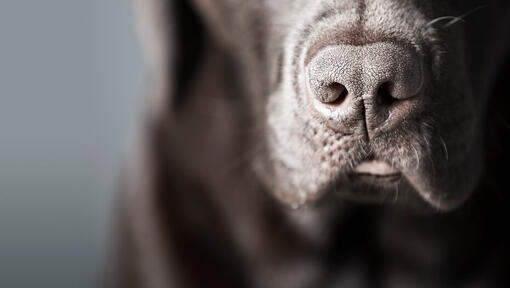 Close up of a dog's nose