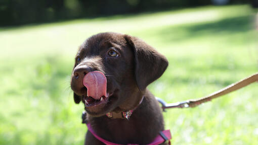 Puppy licking dry nose