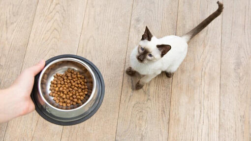 handing a cat a bowl of food