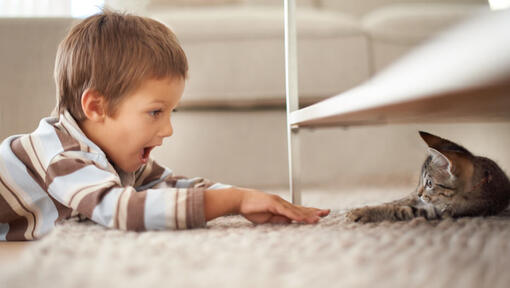 young boy reaching for a kitten under a table