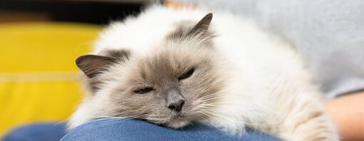 Sleeping cat on owner's knee