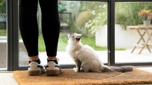 Cat waiting at door with owner