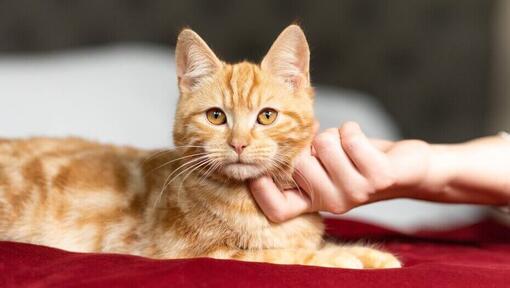 owner scratching a ginger kittens chin