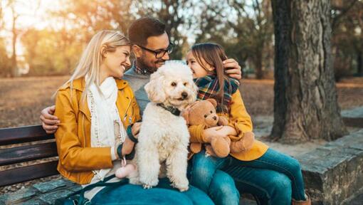 poodle family