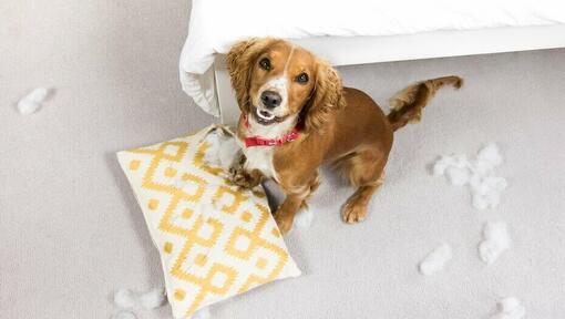 Puppy with a chewed up pillow