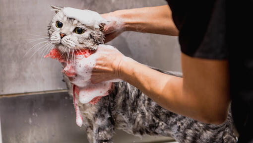 Cat scrubbed in bath