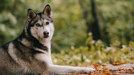 purina husky