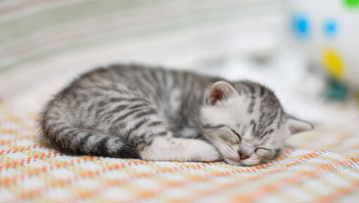 small kitten sleeping on a blanket