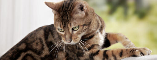 Dark furred cat with green eyes looking over it's shoulder